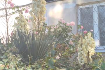 Комната, (всего 5 ком.), 88 м², 5/5 эт.